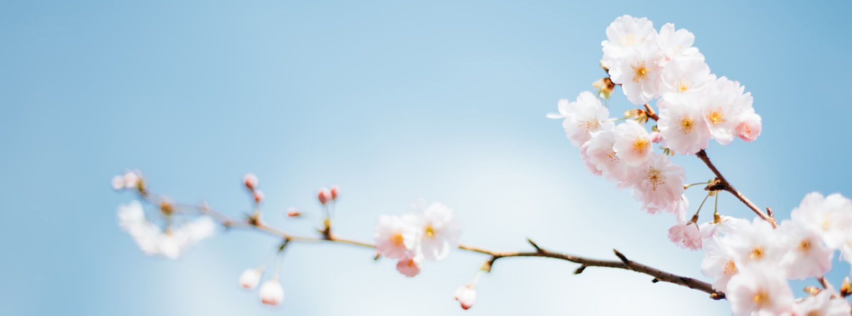 芙蒙